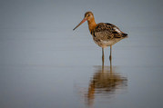 Stephen Nobbs - The Elegant Black-Tailed Godwit